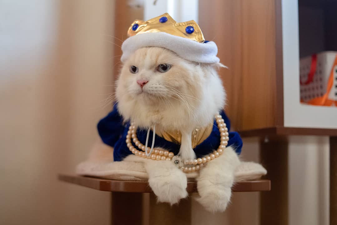 A long-haired, cream white cat wearing a royal king costume and accessories.